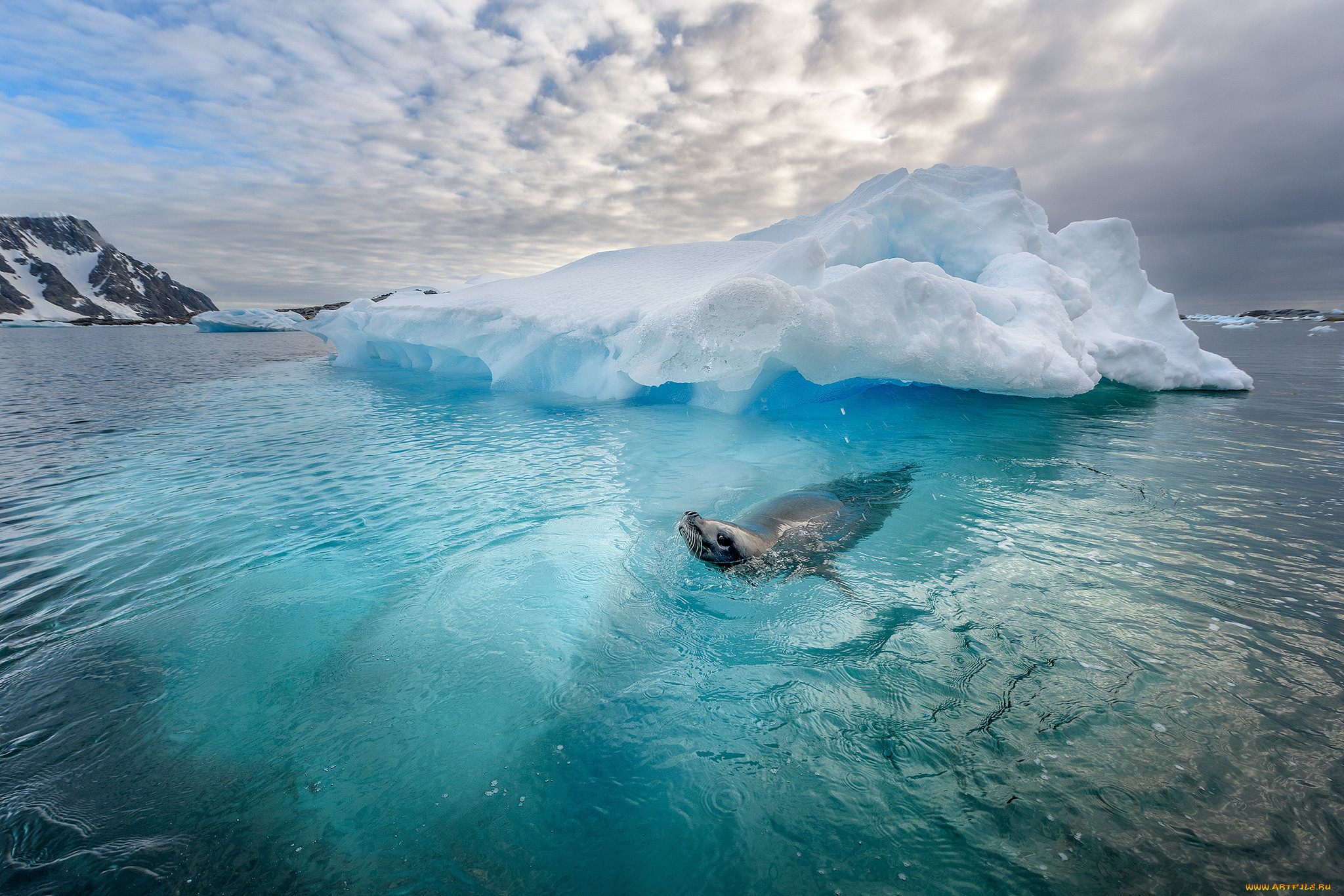 Южный океан природа. Море Уэдделла. Арктика Северный Ледовитый океан. Моря Северного Ледовитого океана. Морские котики в Северном Ледовитом океане.